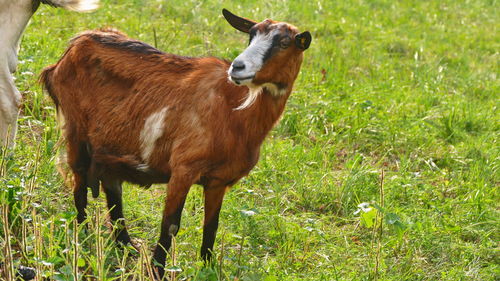 Cow standing in a field