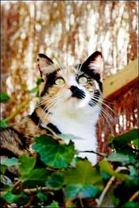 Close-up portrait of cat