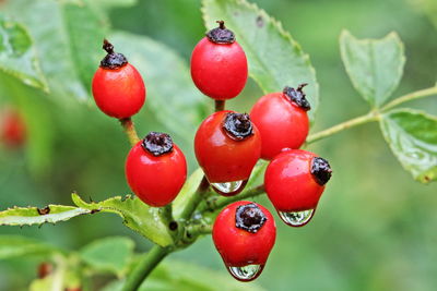 Close up of bright red rose hips after rain shower with water droplets and green background