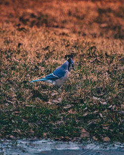 Bird perching on a field