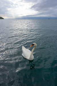 Swan swimming in sea