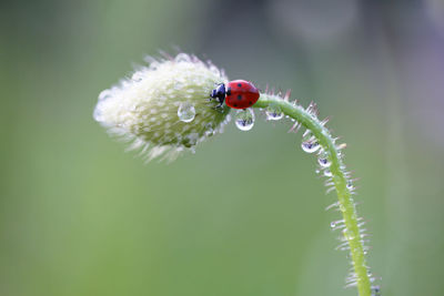 Close-up of insect on red flower