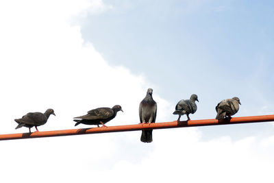 Low angle view of birds perching on rail against sky