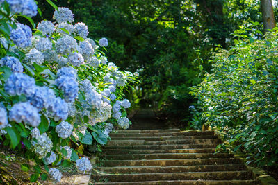 Flowering plants by staircase in park