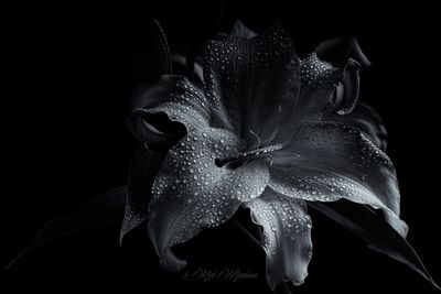 Close-up of flower over black background