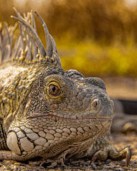 Iguana warming up in the sun