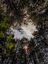 Low angle view of sunlight streaming through trees