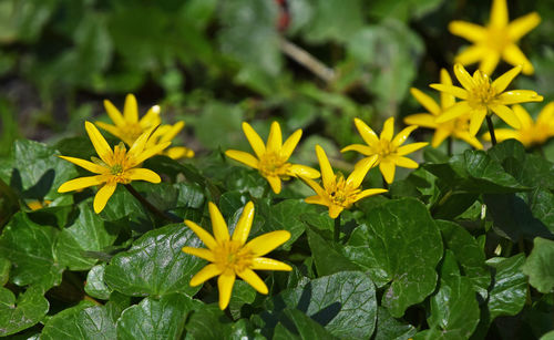 Close-up of yellow flowers