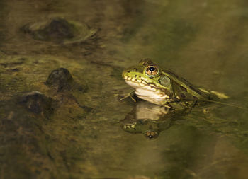 Close-up of turtle swimming in water