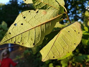 Close-up of leaf during autumn