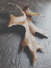 Close-up of lizard on sand