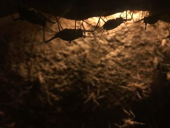 Close-up of silhouette plant on field