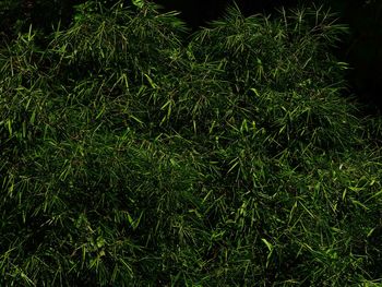 High angle view of plants on land at night