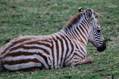 Young zebra on a field