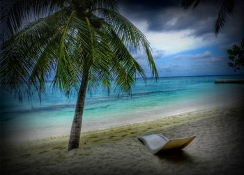 Palm trees on beach