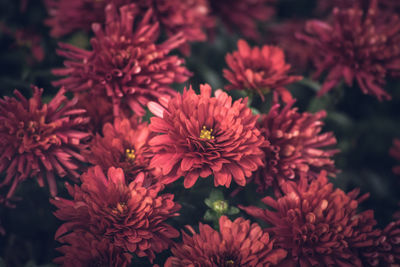 Close-up of red flowers blooming outdoors