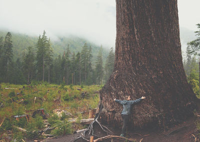 Trees in forest against sky