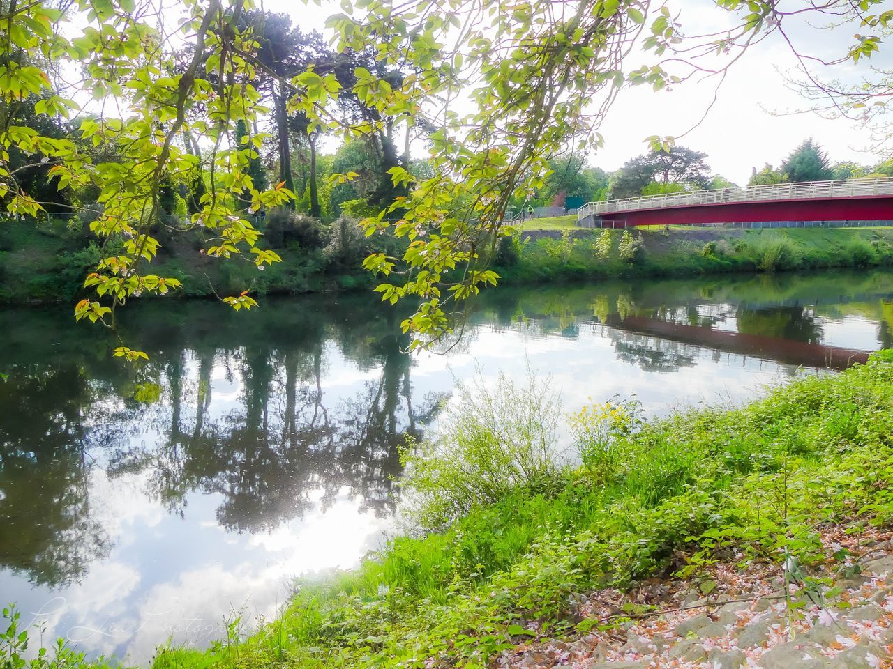 Peacefulness. Bridge Cardiff Uk Tree Water Lake Reflection Sky Grass Landscape Reflection Lake