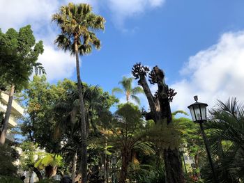 Low angle view of coconut palm trees against sky