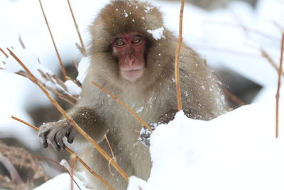 Close-up of monkey in snow