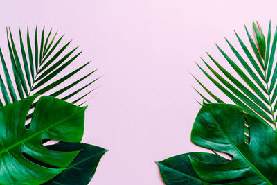 Close-up of leaves against white background