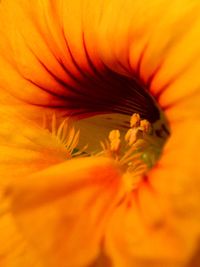 Macro shot of orange day lily blooming outdoors