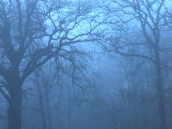 Bare trees against sky during winter