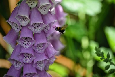 Close-up of bee pollinating on pink flower