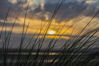 Close-up of sun shining through blades of grass