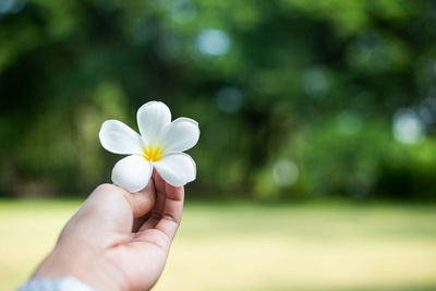 Close-up of hand holding white flowering plant