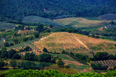 High angle view of agricultural field