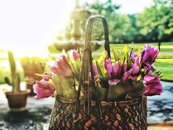 Close-up of pink flowering plant in basket