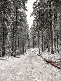 Road amidst trees in forest during winter