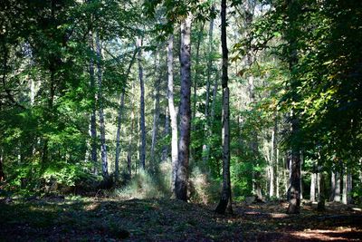 Trees growing in forest