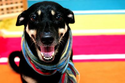 Close-up portrait of dog