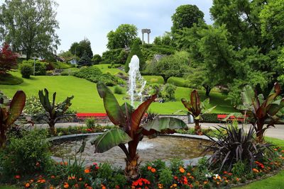 View of flowering plants in garden