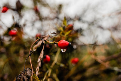 Close-up of red berries growing on tree