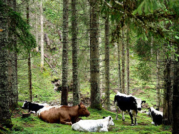 Cows in a forest