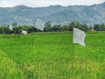 Scenic view of field against mountain. plastic flags are used to repel pests.