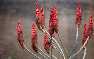 Flowers with blurred background