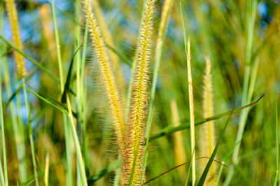 Close-up of wheat growing on field