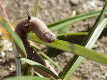 Close-up of snail on grass