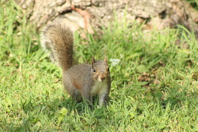 Squirrel on grass