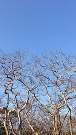 Low angle view of bare trees against clear blue sky