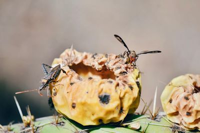 Close-up of insect on flower