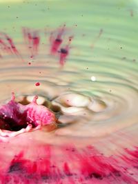 Close-up of pink water lily