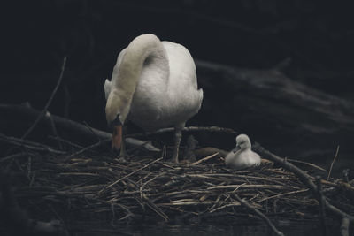 Close-up of bird perching on nest