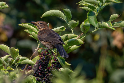 Close-up of bird perching on plant