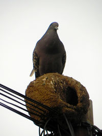 Low angle view of bird perching against clear sky