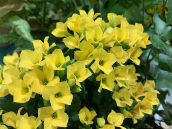 Close-up of yellow flowering plants